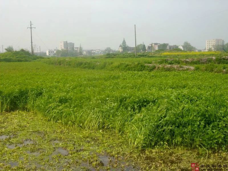 桐  城  水  芹  菜