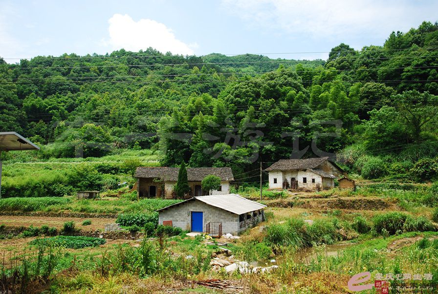 华冲周家老屋与三百年古樟树 